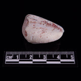 OPAL SHELL EYRENA sp. Cretaceous, Australia YOS021