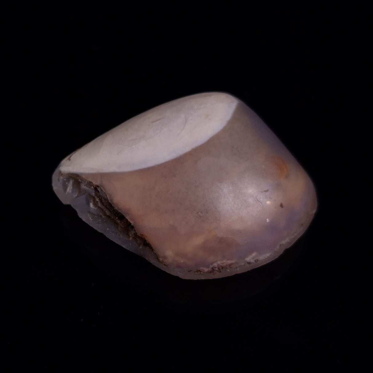 OPAL SHELL CYRENOPSIS sp. Cretaceous, Australia YOS022