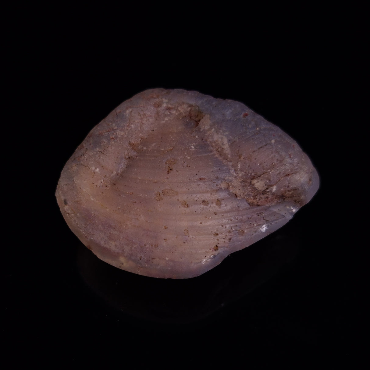 OPAL SHELL CYRENOPSIS sp. Cretaceous, Australia YOS022