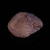 OPAL SHELL CYRENOPSIS sp. Cretaceous, Australia YOS022
