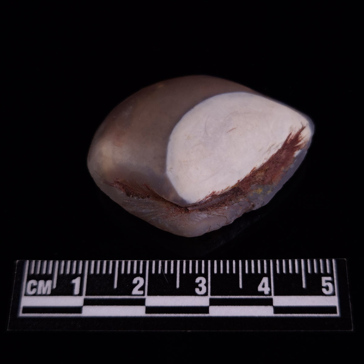 OPAL SHELL CYRENOPSIS sp. Cretaceous, Australia YOS022