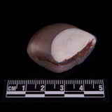 OPAL SHELL CYRENOPSIS sp. Cretaceous, Australia YOS022