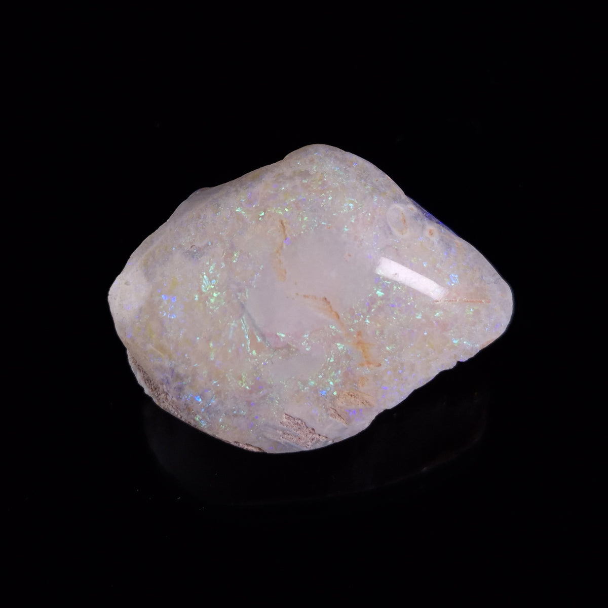 OPAL SHELL CYRENOPSIS sp. Cretaceous, Australia YOS023