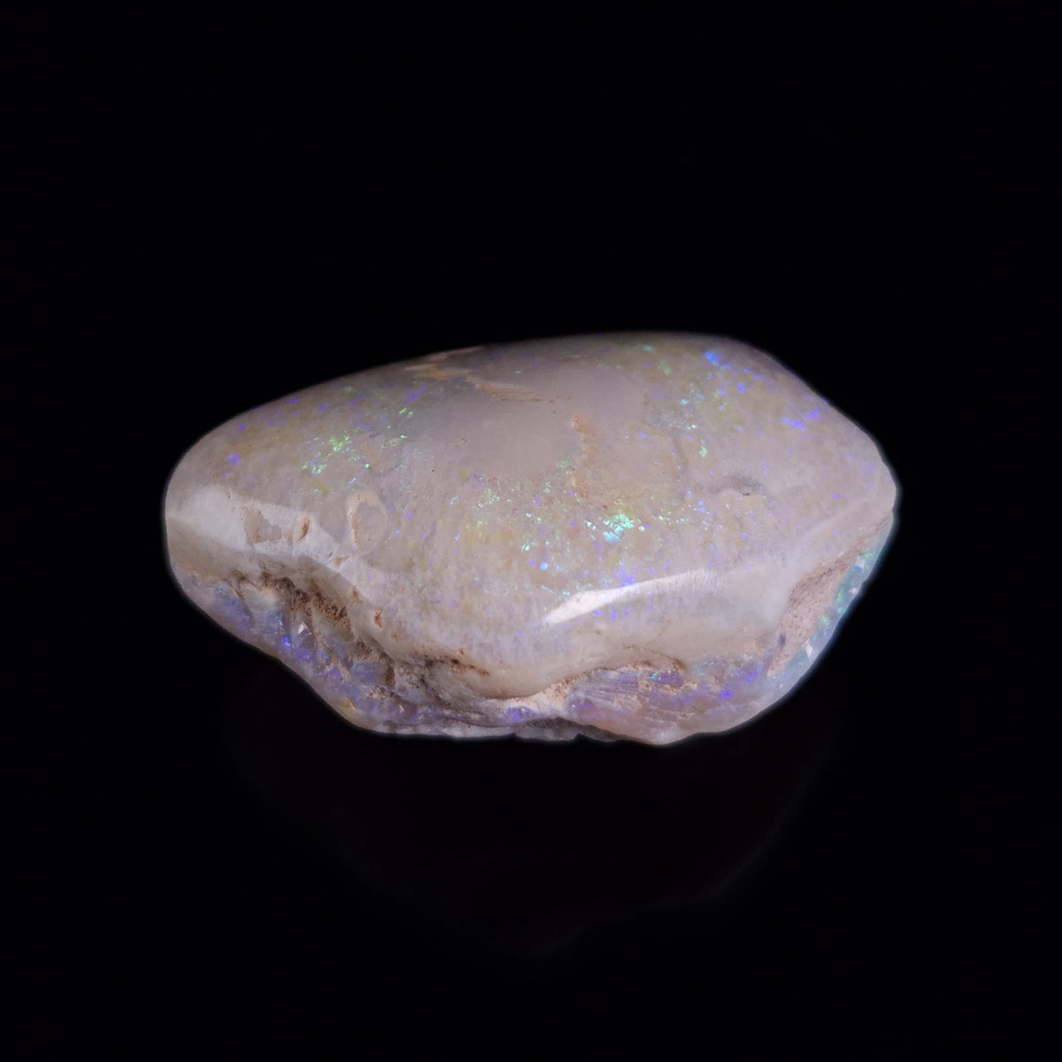 OPAL SHELL CYRENOPSIS sp. Cretaceous, Australia YOS023