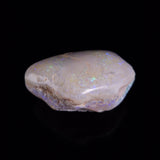 OPAL SHELL CYRENOPSIS sp. Cretaceous, Australia YOS023