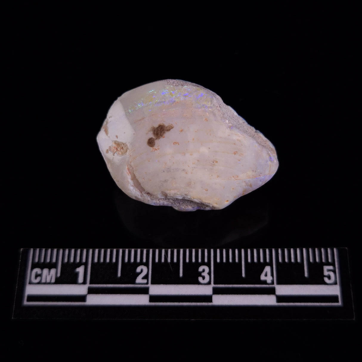 OPAL SHELL CYRENOPSIS sp. Cretaceous, Australia YOS023