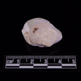 OPAL SHELL CYRENOPSIS sp. Cretaceous, Australia YOS023