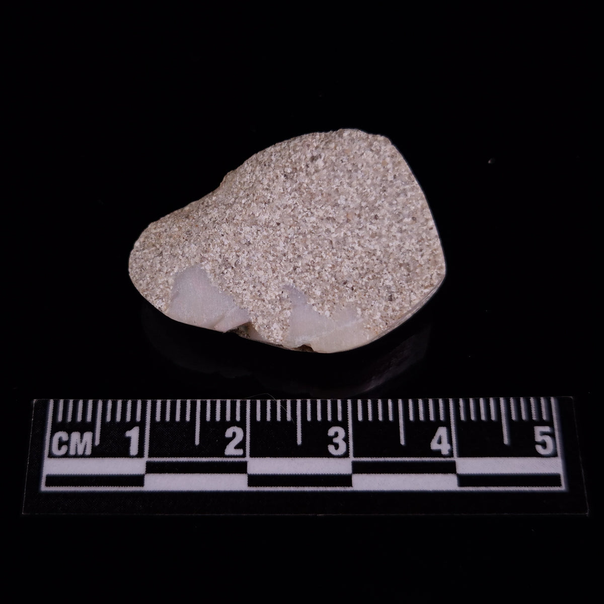OPAL SHELL CYRENOPSIS sp. Cretaceous, Australia YOS024