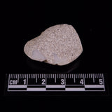 OPAL SHELL CYRENOPSIS sp. Cretaceous, Australia YOS024