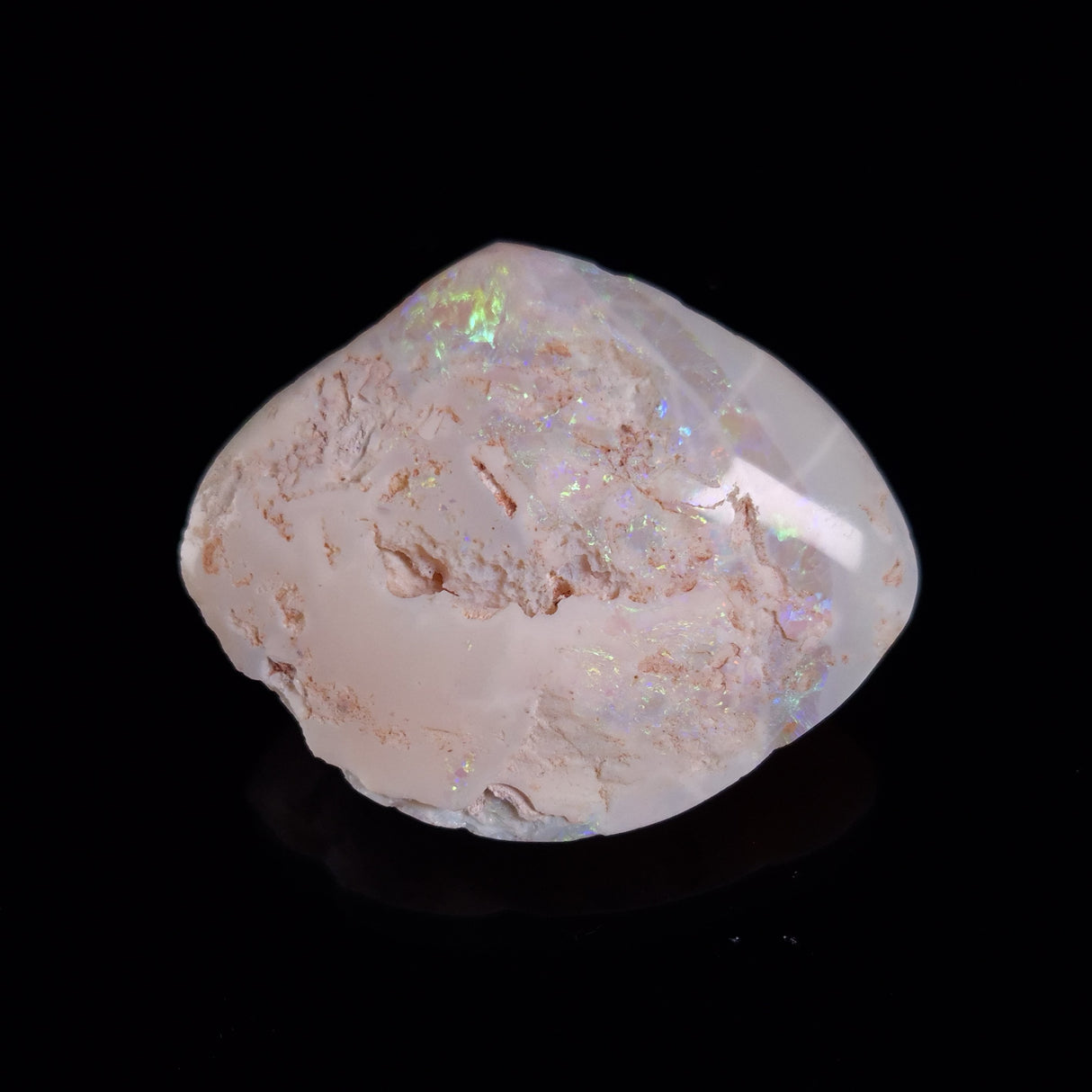 OPAL SHELL CYRENOPSIS sp. Cretaceous, Australia YOS025