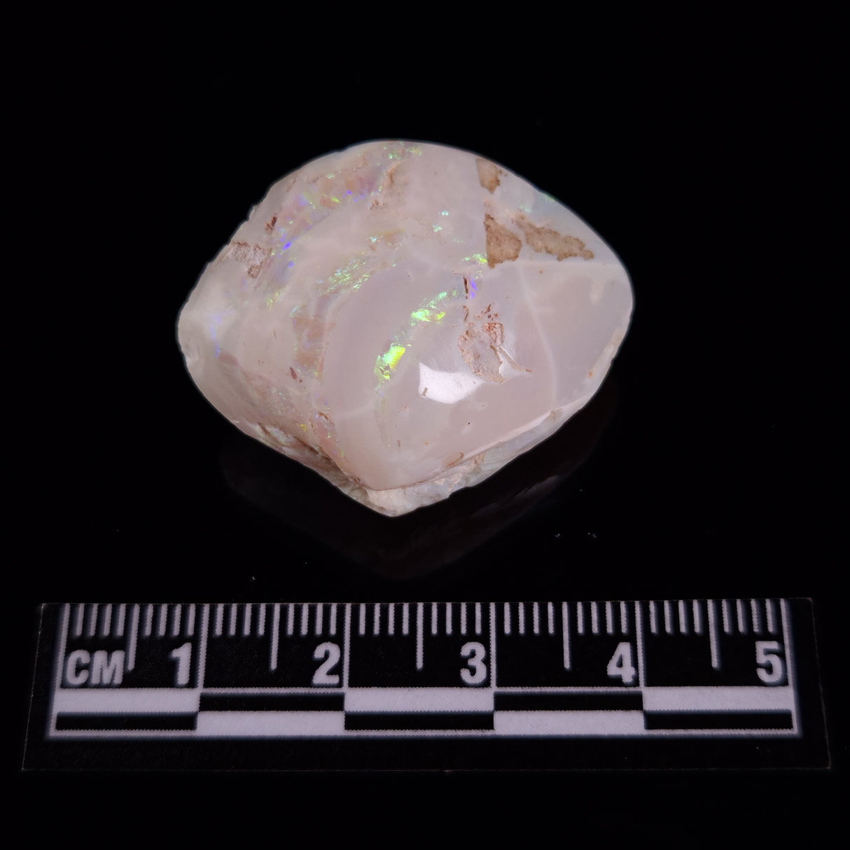 OPAL SHELL CYRENOPSIS sp. Cretaceous, Australia YOS025