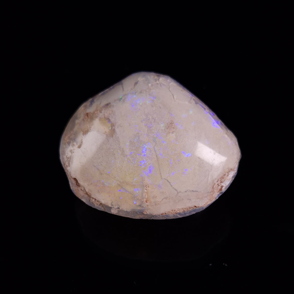 OPAL SHELL CYRENOPSIS sp. Cretaceous, Australia YOS026