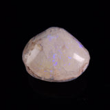 OPAL SHELL CYRENOPSIS sp. Cretaceous, Australia YOS026