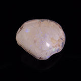 OPAL SHELL CYRENOPSIS sp. Cretaceous, Australia YOS026
