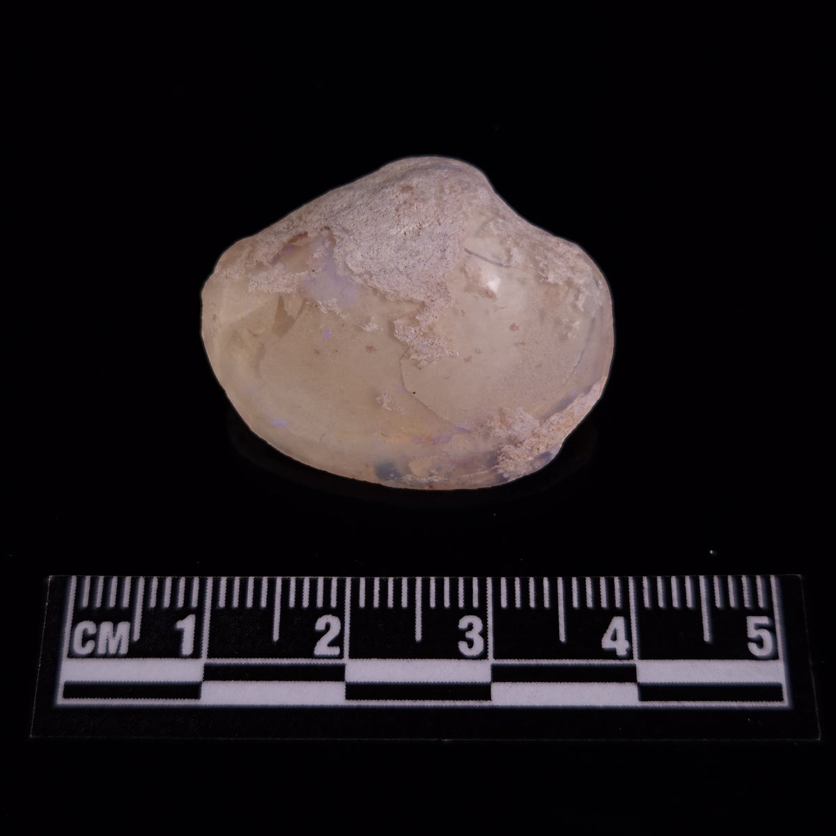 OPAL SHELL CYRENOPSIS sp. Cretaceous, Australia YOS026