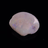 OPAL SHELL CYRENOPSIS sp. Cretaceous, Australia YOS027
