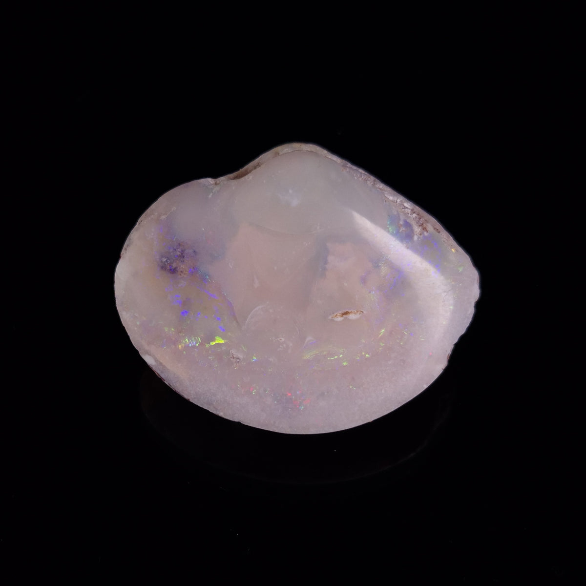 OPAL SHELL CYRENOPSIS sp. Cretaceous, Australia YOS027