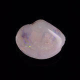 OPAL SHELL CYRENOPSIS sp. Cretaceous, Australia YOS027