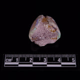 OPAL SHELL EYRENA sp. Cretaceous, Australia YOS028