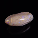 OPAL SHELL EYRENA sp. Cretaceous, Australia YOS029