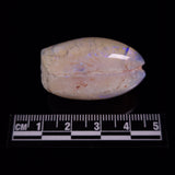 OPAL SHELL EYRENA sp. Cretaceous, Australia YOS029