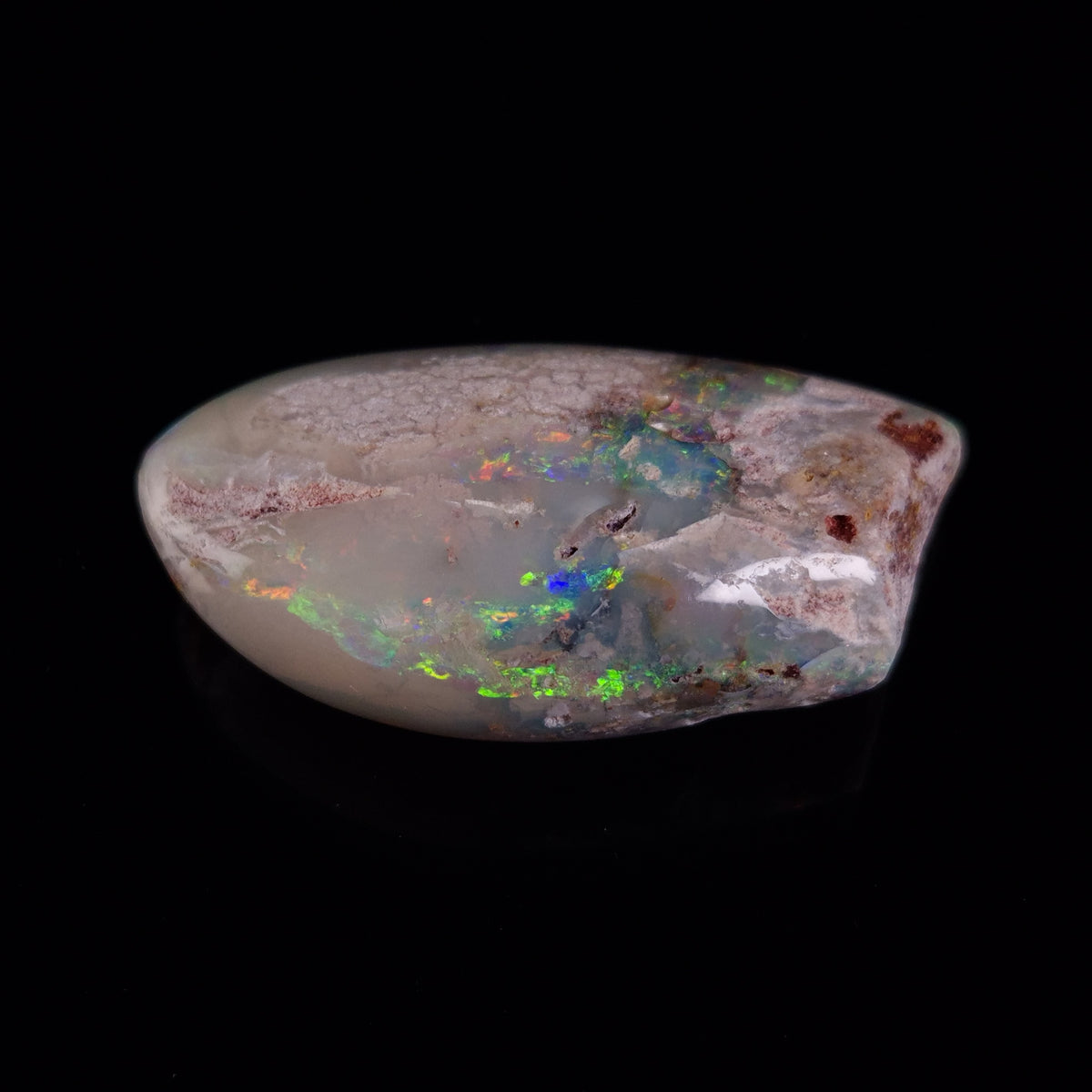 OPAL SHELL EYRENA sp. Cretaceous, Australia YOS030