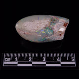 OPAL SHELL EYRENA sp. Cretaceous, Australia YOS030