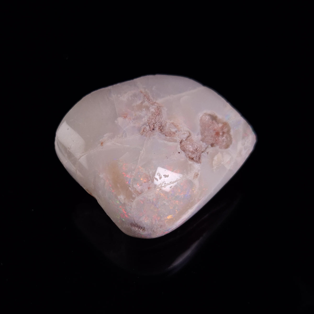 OPAL SHELL CYRENOPSIS sp. Cretaceous, Australia YOS031