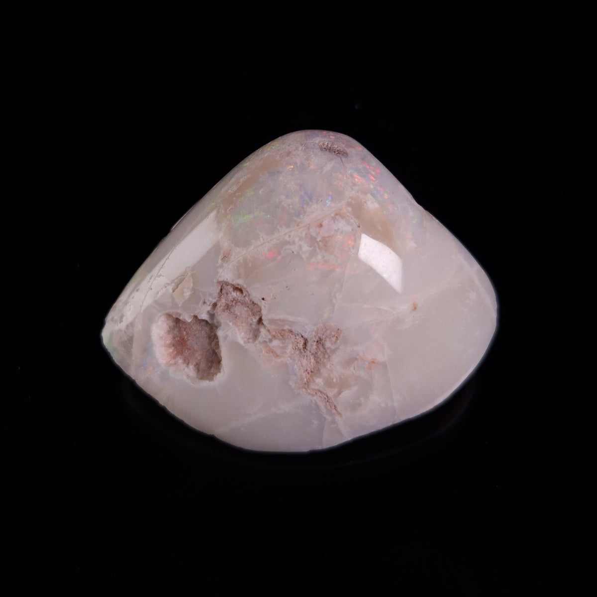 OPAL SHELL CYRENOPSIS sp. Cretaceous, Australia YOS031