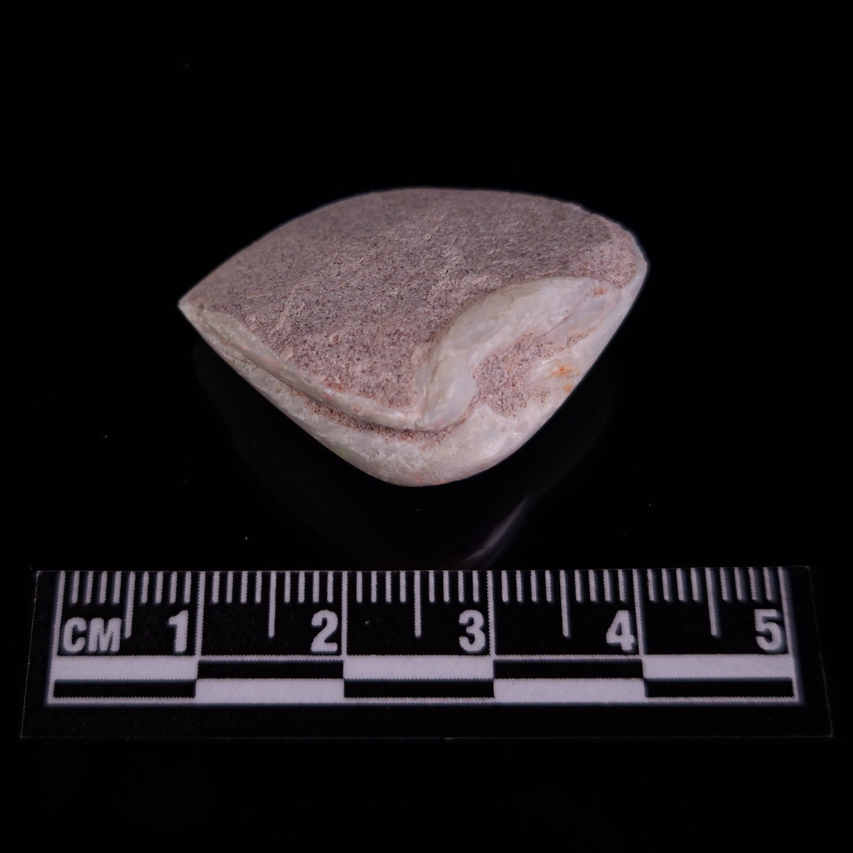 OPAL SHELL CYRENOPSIS sp. Cretaceous, Australia YOS031