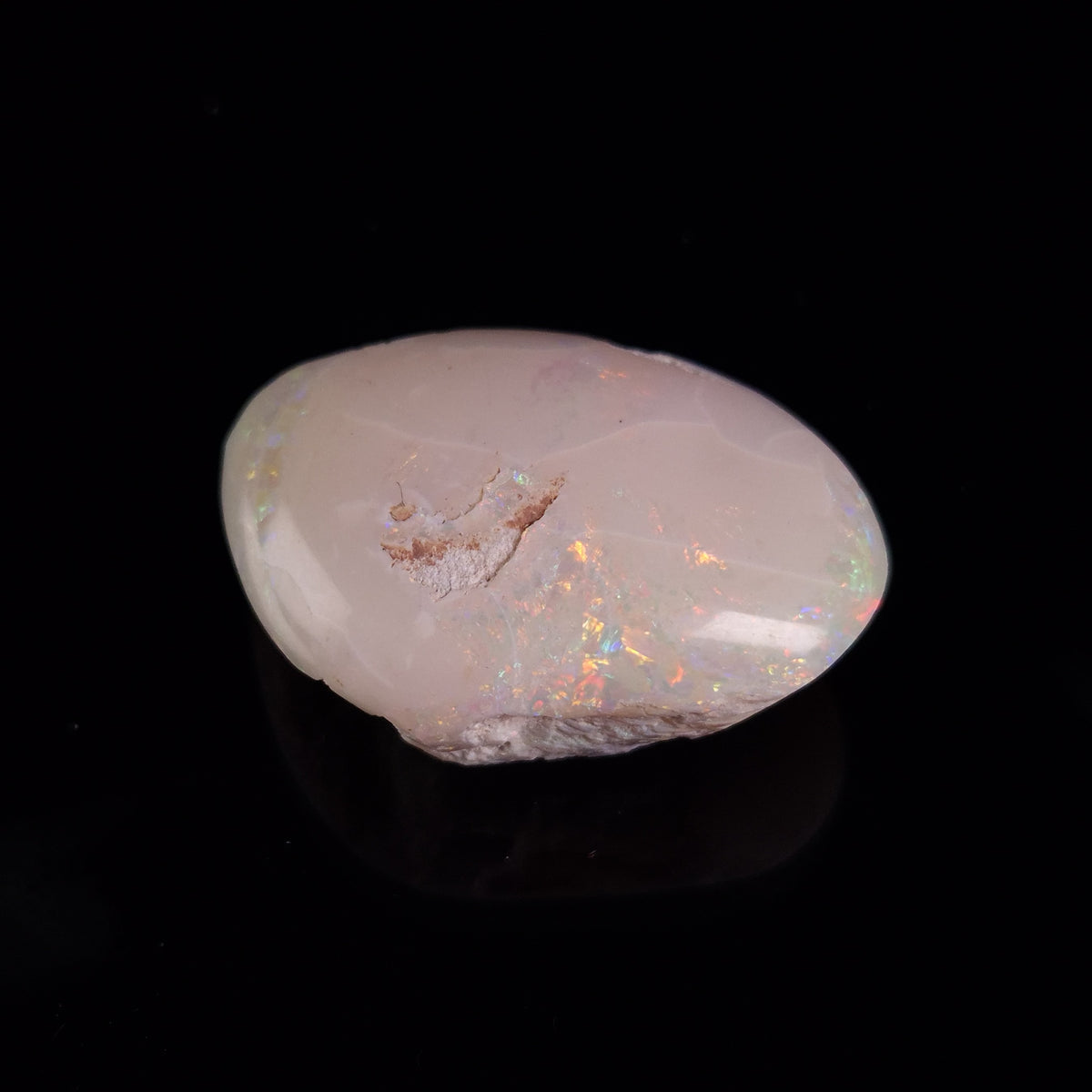 OPAL SHELL CYRENOPSIS sp. Cretaceous, Australia YOS032
