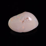 OPAL SHELL CYRENOPSIS sp. Cretaceous, Australia YOS032