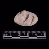 OPAL SHELL CYRENOPSIS sp. Cretaceous, Australia YOS032