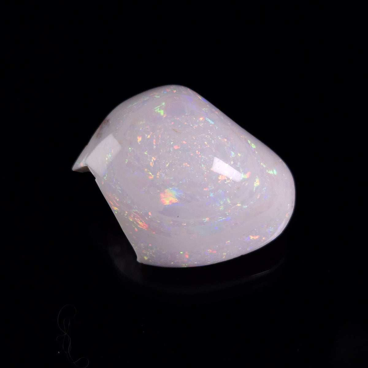 OPAL SHELL CYRENOPSIS sp. Cretaceous, Australia YOS033