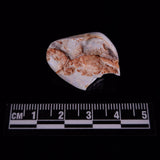 OPAL SHELL CYRENOPSIS sp. Cretaceous, Australia YOS033