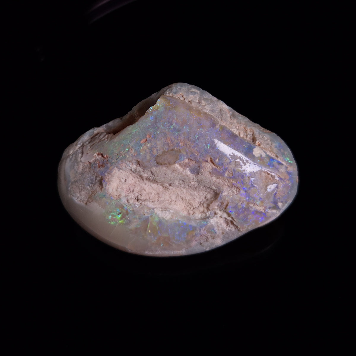 OPAL SHELL CYRENOPSIS sp. Cretaceous, Australia YOS034