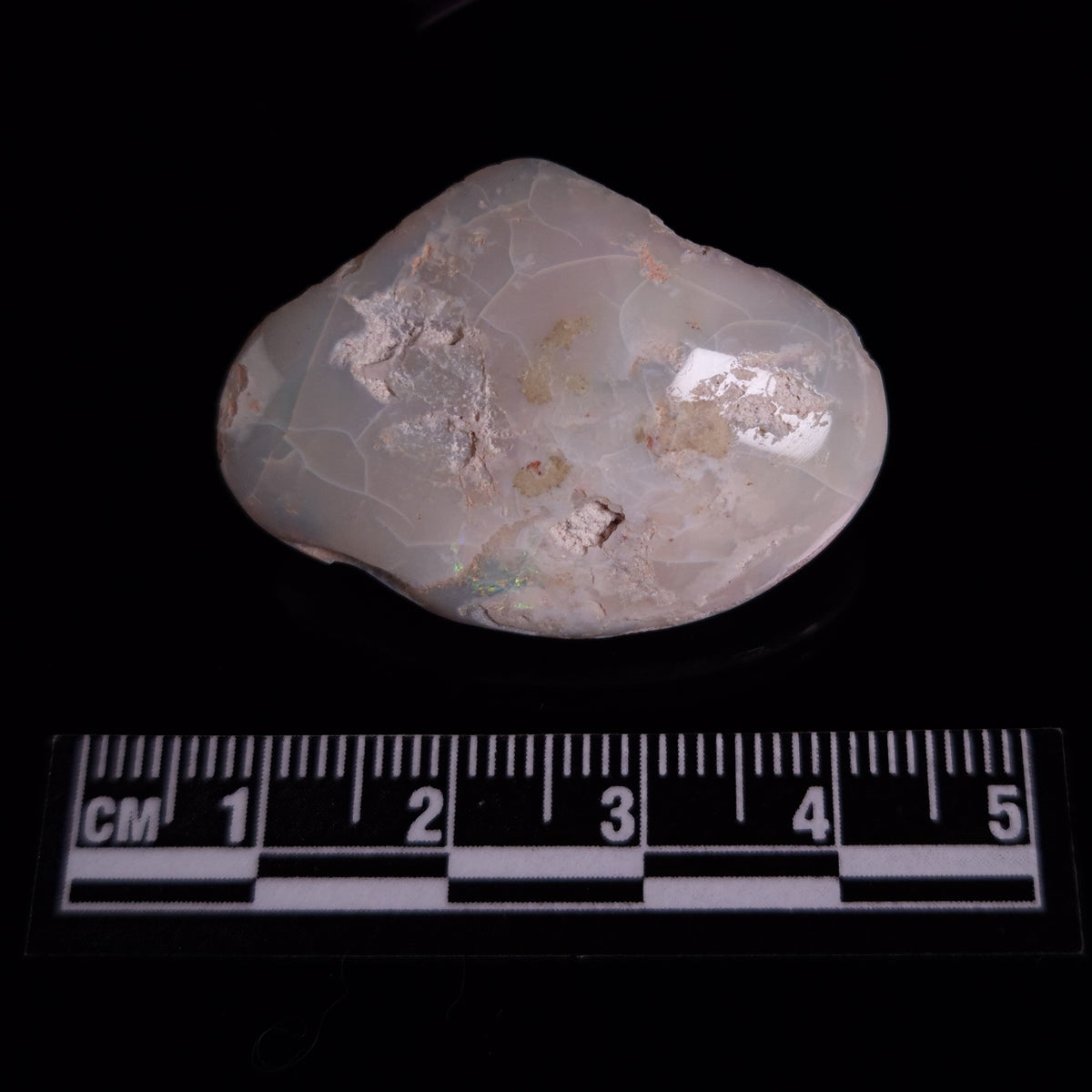 OPAL SHELL CYRENOPSIS sp. Cretaceous, Australia YOS034