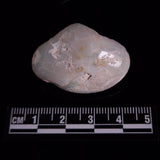 OPAL SHELL CYRENOPSIS sp. Cretaceous, Australia YOS034