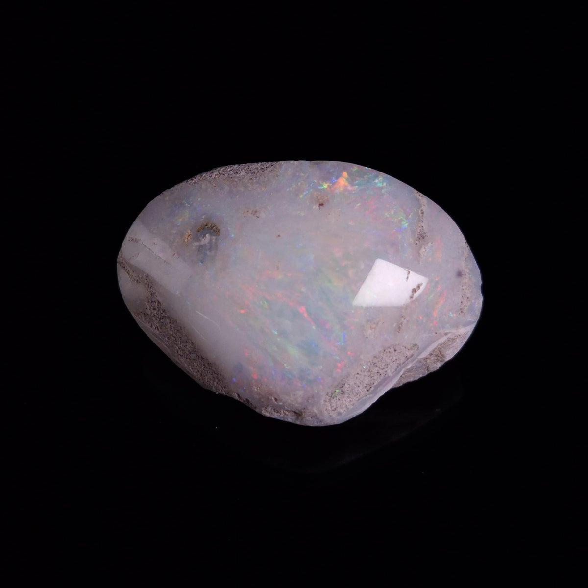 OPAL SHELL CYRENOPSIS sp. Cretaceous, Australia YOS035