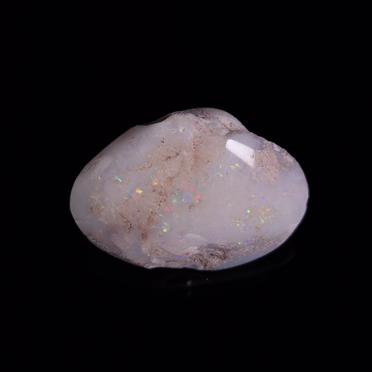 OPAL SHELL CYRENOPSIS sp. Cretaceous, Australia YOS035