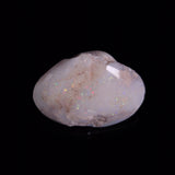 OPAL SHELL CYRENOPSIS sp. Cretaceous, Australia YOS035