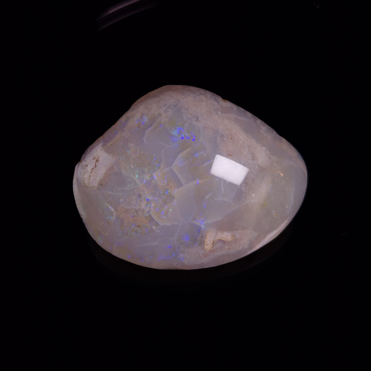 OPAL SHELL CYRENOPSIS sp. Cretaceous, Australia YOS036