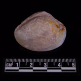 OPAL SHELL CYRENOPSIS sp. Cretaceous, Australia YOS036