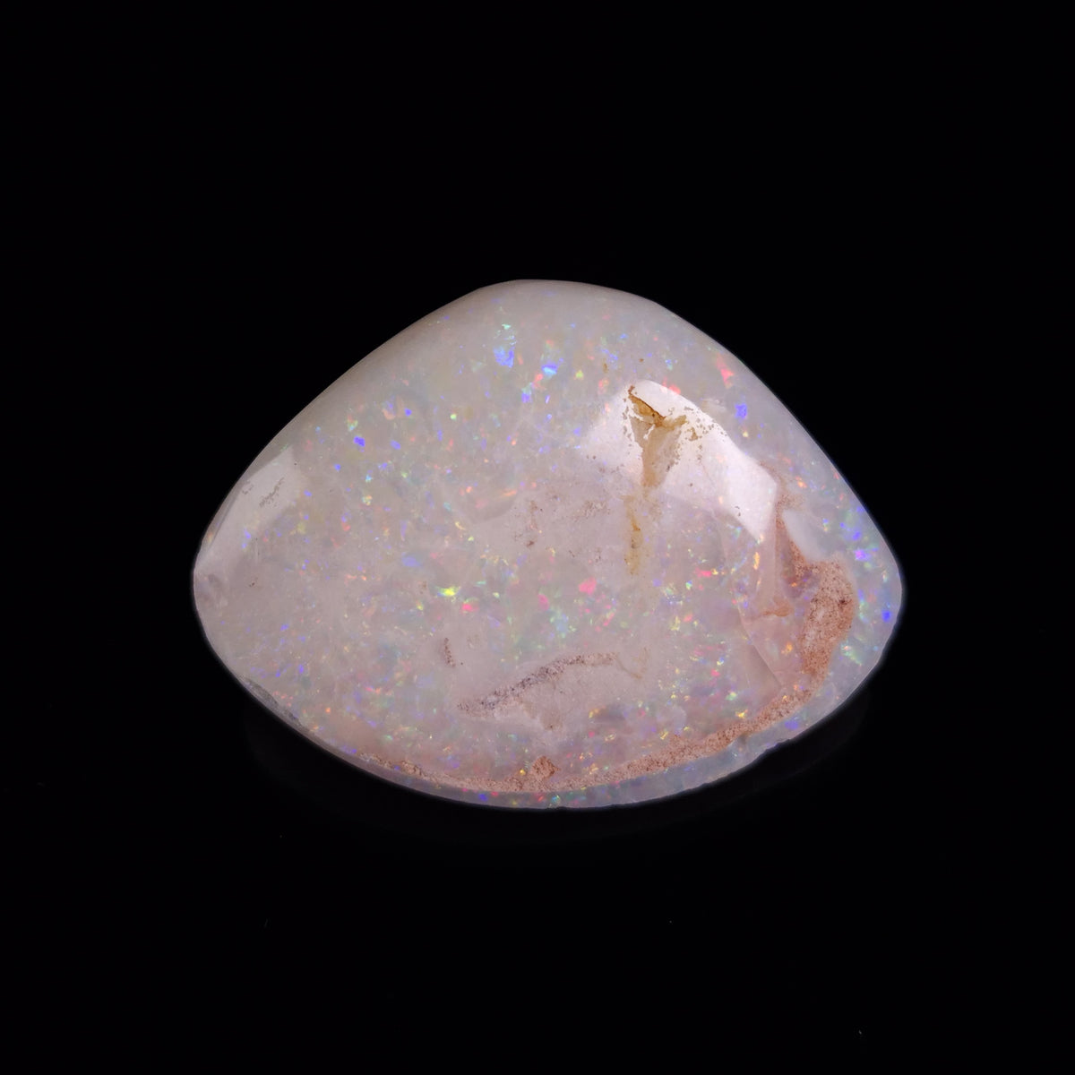 OPAL SHELL CYRENOPSIS sp. Cretaceous, Australia YOS037