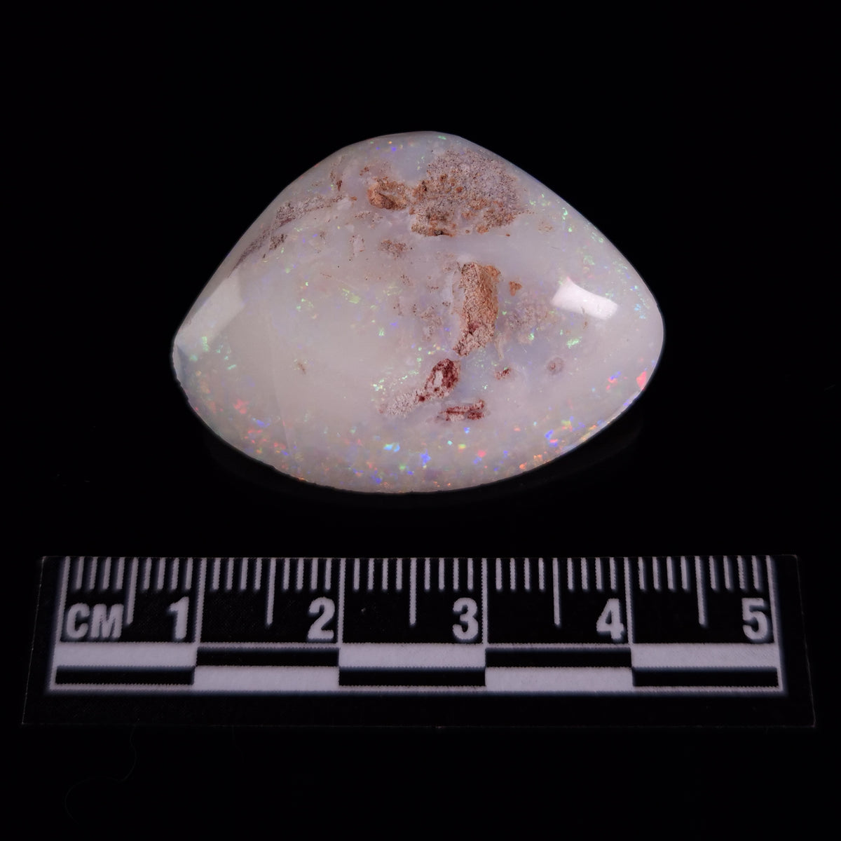 OPAL SHELL CYRENOPSIS sp. Cretaceous, Australia YOS037