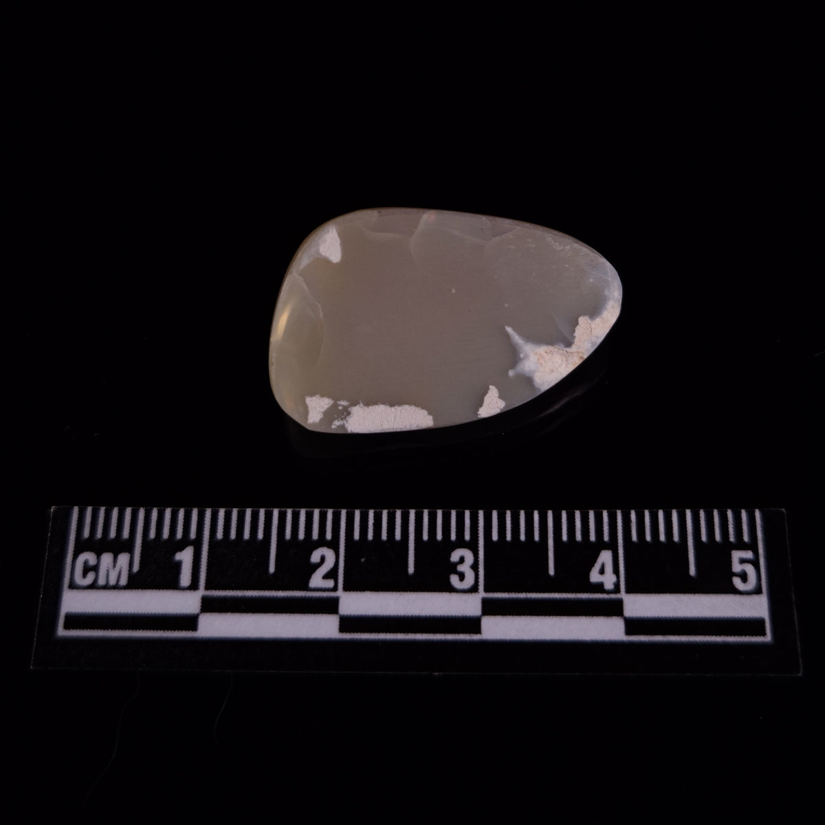 OPAL SHELL EYRENA sp. Cretaceous, Australia YOS038