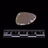 OPAL SHELL EYRENA sp. Cretaceous, Australia YOS038