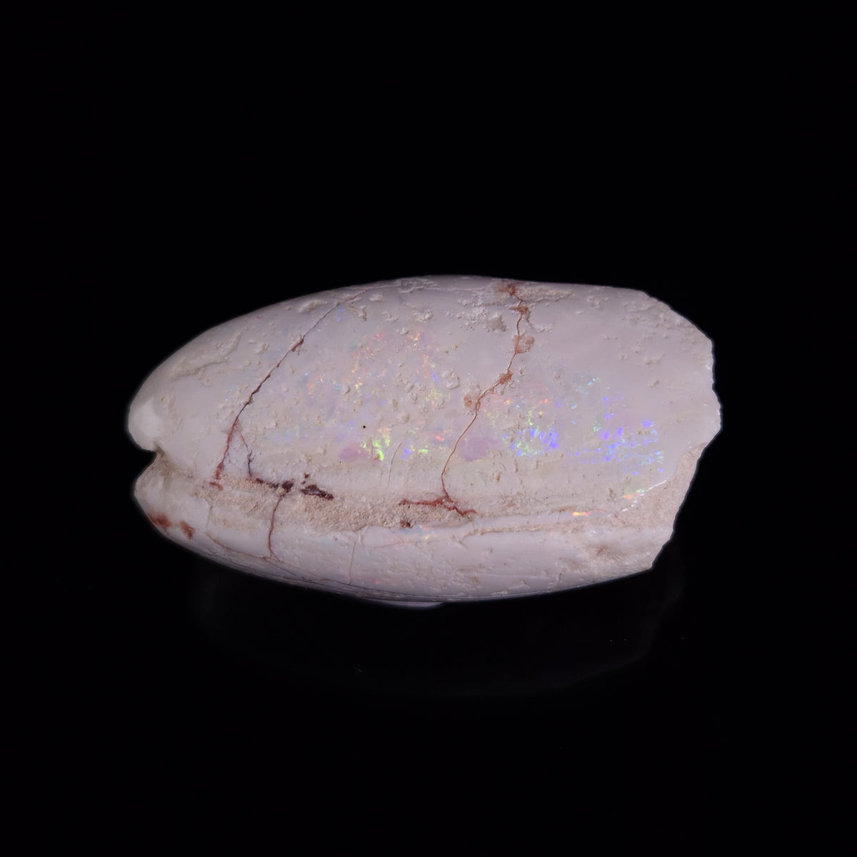 OPAL SHELL EYRENA sp. Cretaceous, Australia YOS039