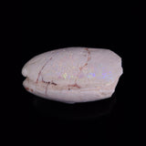 OPAL SHELL EYRENA sp. Cretaceous, Australia YOS039