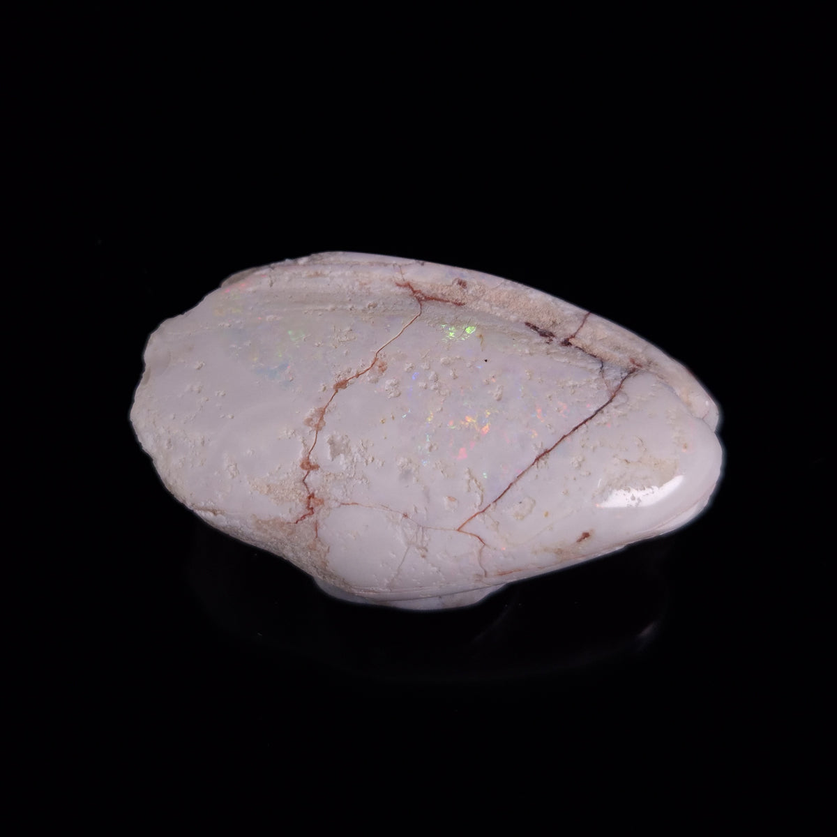 OPAL SHELL EYRENA sp. Cretaceous, Australia YOS039